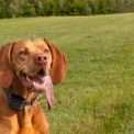 Best Dog E Collars