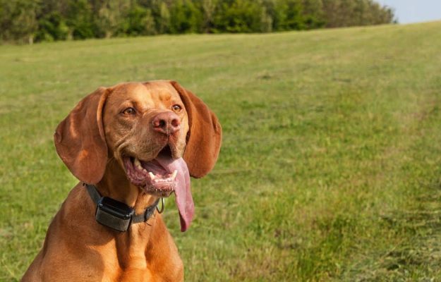Best Dog E Collars