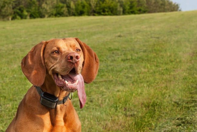 Best Dog E Collars