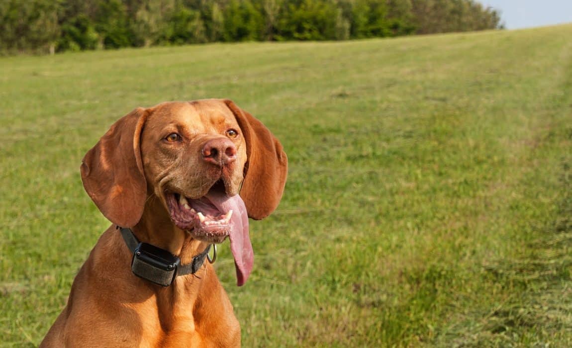 Best Dog E Collars